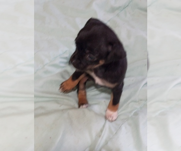 Medium Photo #6  Breeder Profile in SHALLOTTE, NC, USA