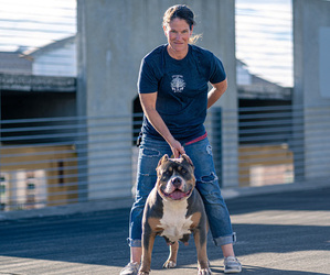 American Bully Dog Breeder in JASPER,  USA