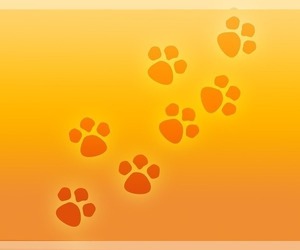 Havapoo Dog Breeder near TECUMSEH, MI, USA