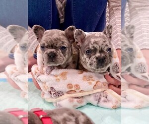 Main photo of French Bulldog Dog Breeder near KANSAS CITY, MO, USA