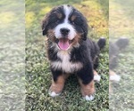 Small #5 Breeder Profile image