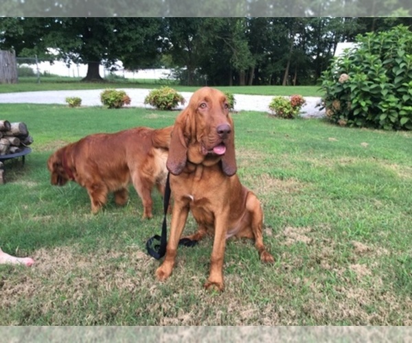 Medium Photo #1  Breeder Profile in OLMSTEAD, KY, USA