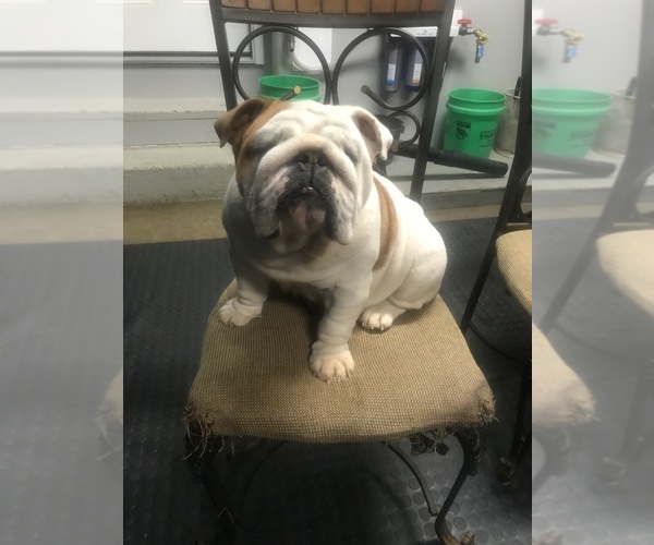 Medium Photo #1  Breeder Profile in MINOOKA, IL, USA