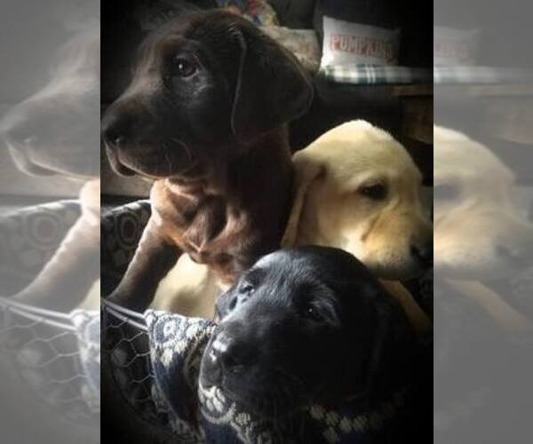 Medium Photo #1  Breeder Profile in SEDALIA, MO, USA