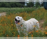 Small Photo #4  Breeder Profile in RALEIGH, NC, USA