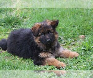 German Shepherd Dog Dog Breeder near JONESTOWN, PA, USA