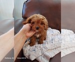 Small breeder photo
