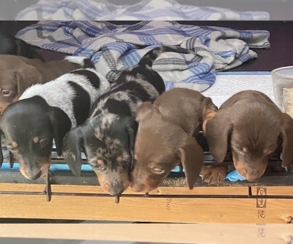 Medium Photo #1  Breeder Profile in CARROLLTON, IL, USA