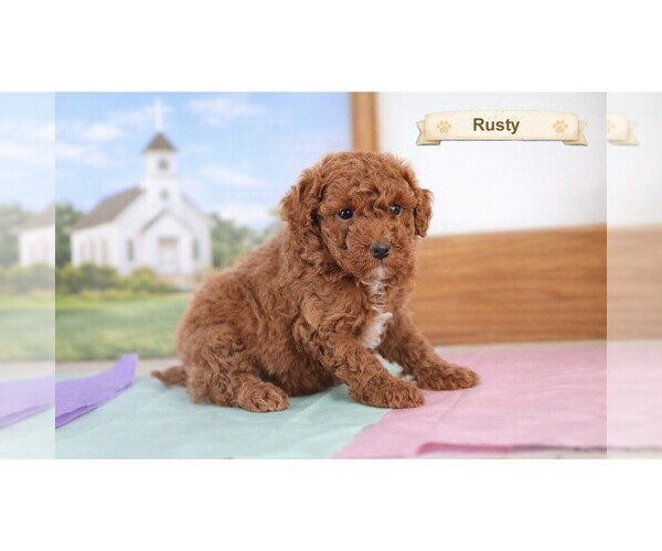 Medium Photo #13  Breeder Profile in CLARE, MI, USA