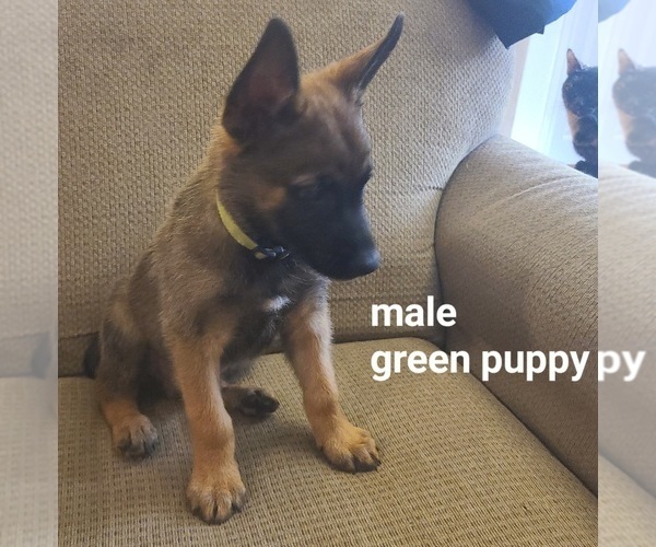 Medium Photo #10  Breeder Profile in PAHRUMP, NV, USA