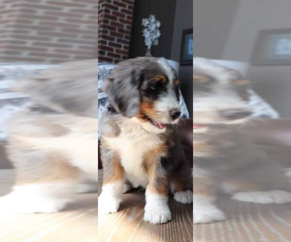 Medium Photo #2  Breeder Profile in EASTON, MO, USA