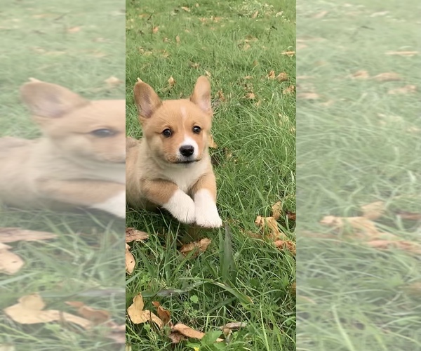 Medium Photo #48  Breeder Profile in MIDLOTHIAN, TX, USA