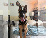 Small #26 Breeder Profile image