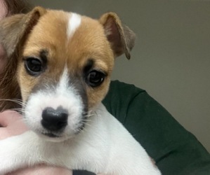Jack Russell Terrier Dog Breeder near BOLIVAR, TN, USA