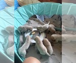Small #2 Breeder Profile image