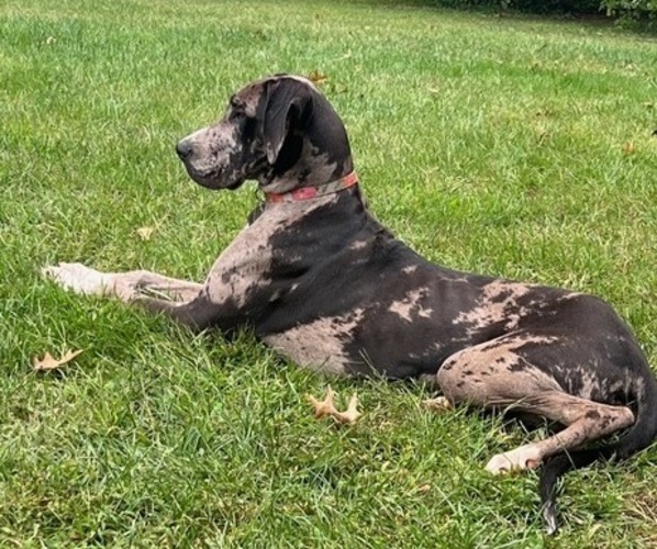Medium Photo #1  Breeder Profile in CARVER, MA, USA