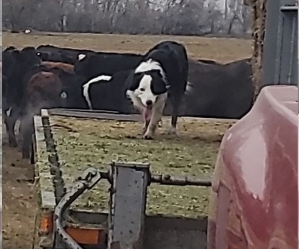 Medium Photo #1  Breeder Profile in BOARDMAN, OR, USA