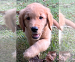 Small #1 Breeder Profile image