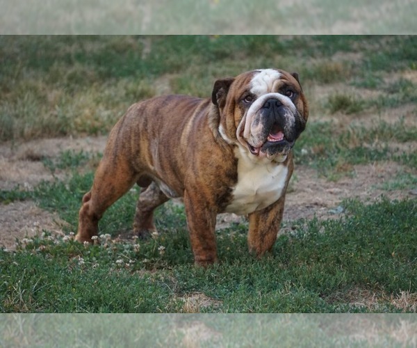 Medium Photo #3  Breeder Profile in LOUISA, VA, USA