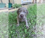 Small Photo #12  Breeder Profile in VALLEY CITY, OH, USA
