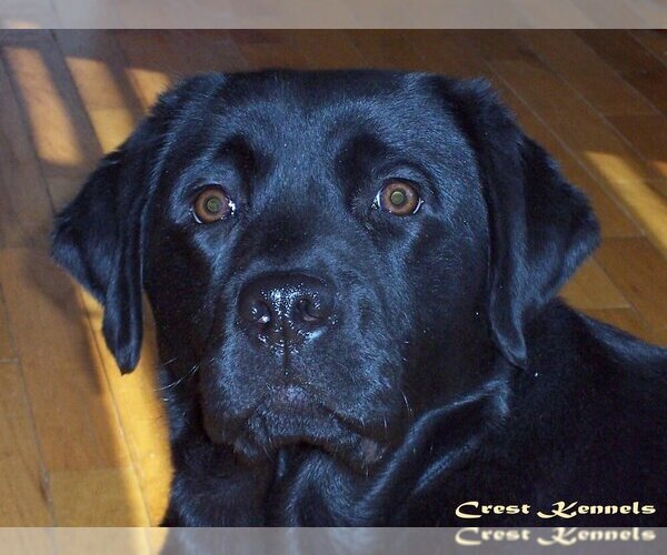 Medium Photo #1  Breeder Profile in OXFORD, MI, USA
