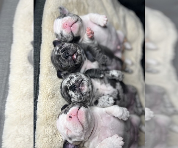 Medium Photo #1  Breeder Profile in FONTANA, CA, USA