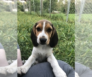Main photo of Beagle Dog Breeder near LAMONI, IA, USA