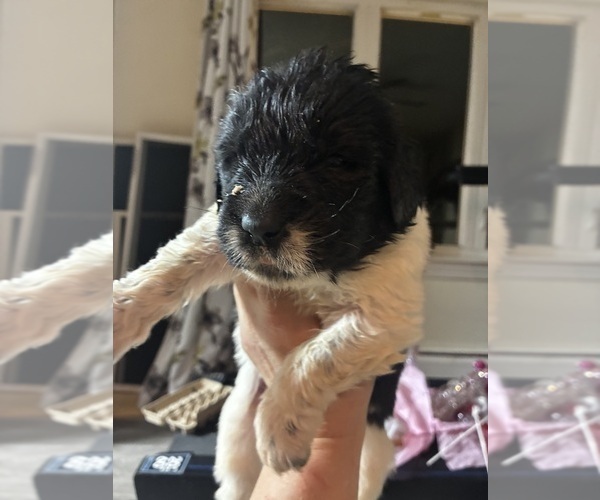 Medium Photo #5  Breeder Profile in SAXTONS RIVER, VT, USA