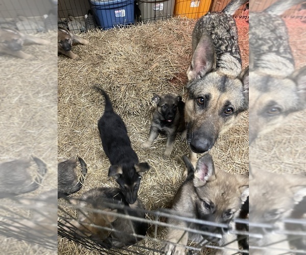 Medium Photo #11  Breeder Profile in MADISON HEIGHTS, VA, USA