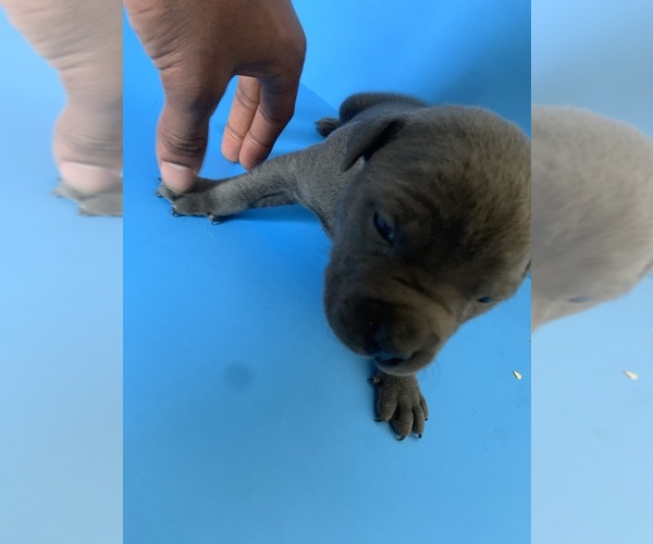 Medium Photo #35  Breeder Profile in ORANGE, NJ, USA