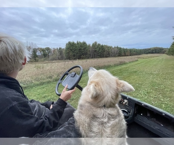 Medium Photo #88  Breeder Profile in FREDERICK, MD, USA