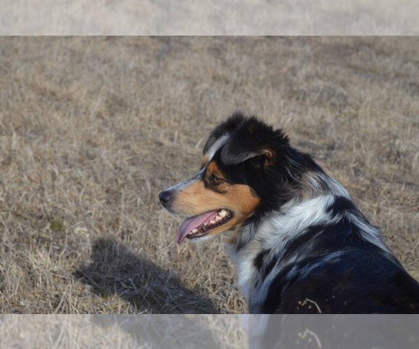 Medium Photo #4  Breeder Profile in SANDOWN, NH, USA