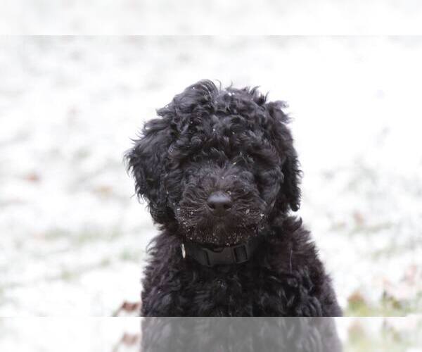 Medium Photo #1  Breeder Profile in MIDDLETOWN, OH, USA