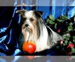 Small breeder photo