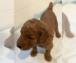 Small #15 Breeder Profile image