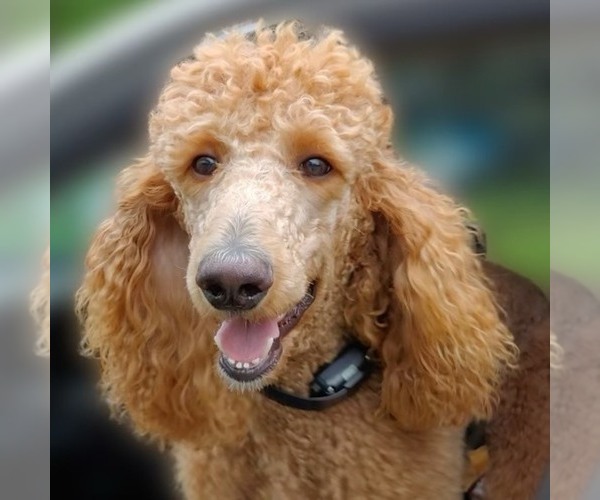 Medium Photo #1  Breeder Profile in LOUISA, VA, USA