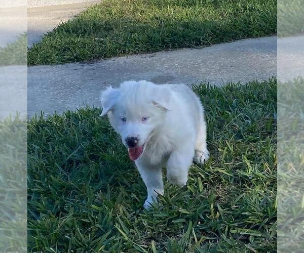 Medium Photo #8  Breeder Profile in CLERMONT, FL, USA