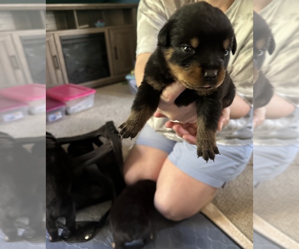 Medium Photo #2  Breeder Profile in WINDSOR, ME, USA