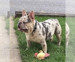 Small #1 Breeder Profile image