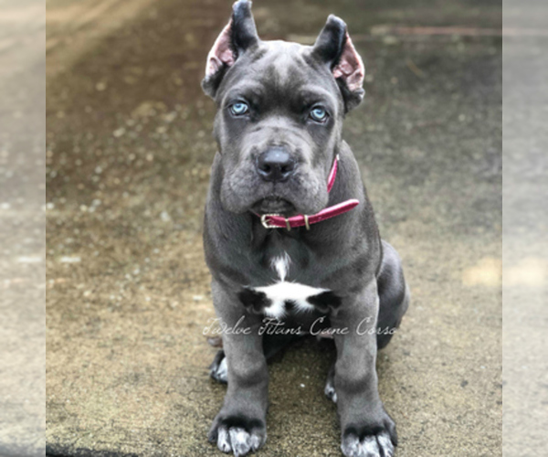 View Breeder Profile Cane Corso Dog Breeder Near Georgia Atl Usa Subs 118729