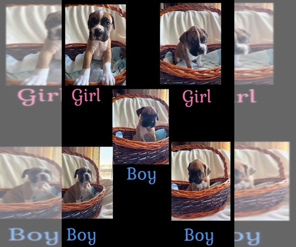 Medium Photo #7  Breeder Profile in FAIRFIELD, CA, USA