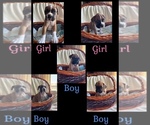 Small Photo #7  Breeder Profile in FAIRFIELD, CA, USA