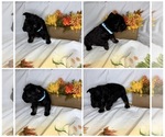 Small #4 Breeder Profile image