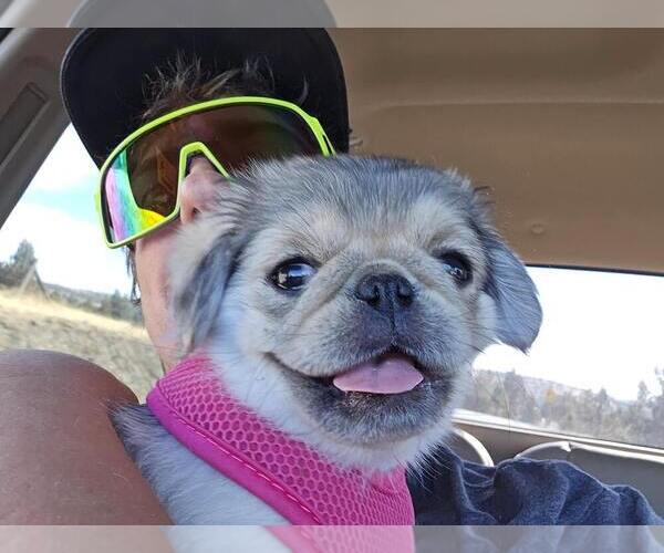 Medium Photo #16  Breeder Profile in PRINEVILLE, OR, USA