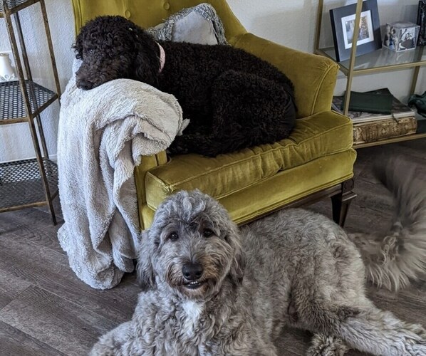 Medium Photo #1  Breeder Profile in SEBRING, FL, USA