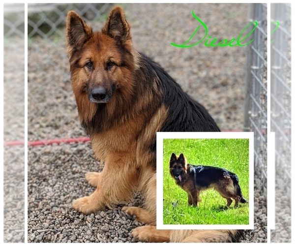 Medium Photo #13  Breeder Profile in MOLALLA, OR, USA
