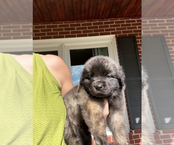 Medium Photo #6  Breeder Profile in MANCHESTER, TN, USA