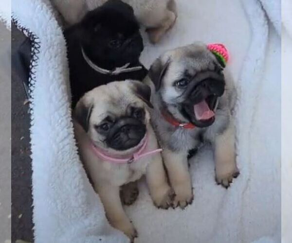 Medium Photo #2  Breeder Profile in GREENVILLE, SC, USA