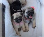 Small #1 Breeder Profile image