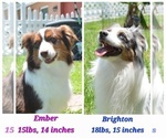 Small breeder photo